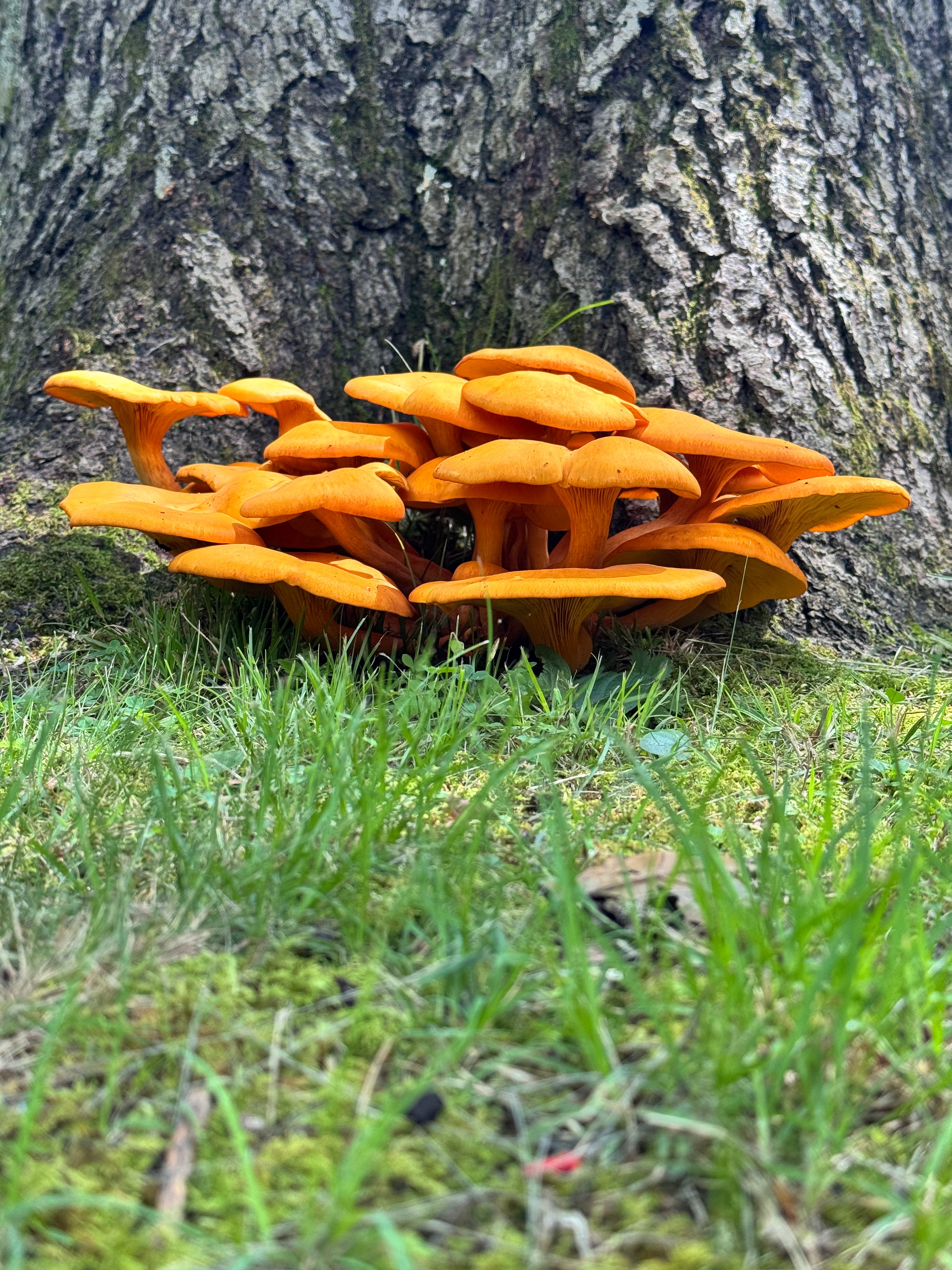 Jack-o'-lantern Mushrooms - Postcard